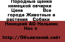 Породные щенки немецкой овчарки › Цена ­ 24 000 - Все города Животные и растения » Собаки   . Ненецкий АО,Нельмин Нос п.